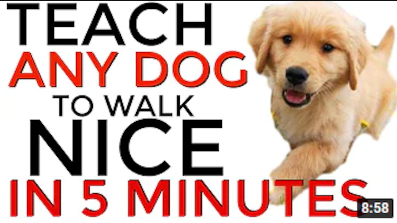 Teach ANY dog to walk nice on the leash | 5 MINUTE DOG TRAINING RESULTS!