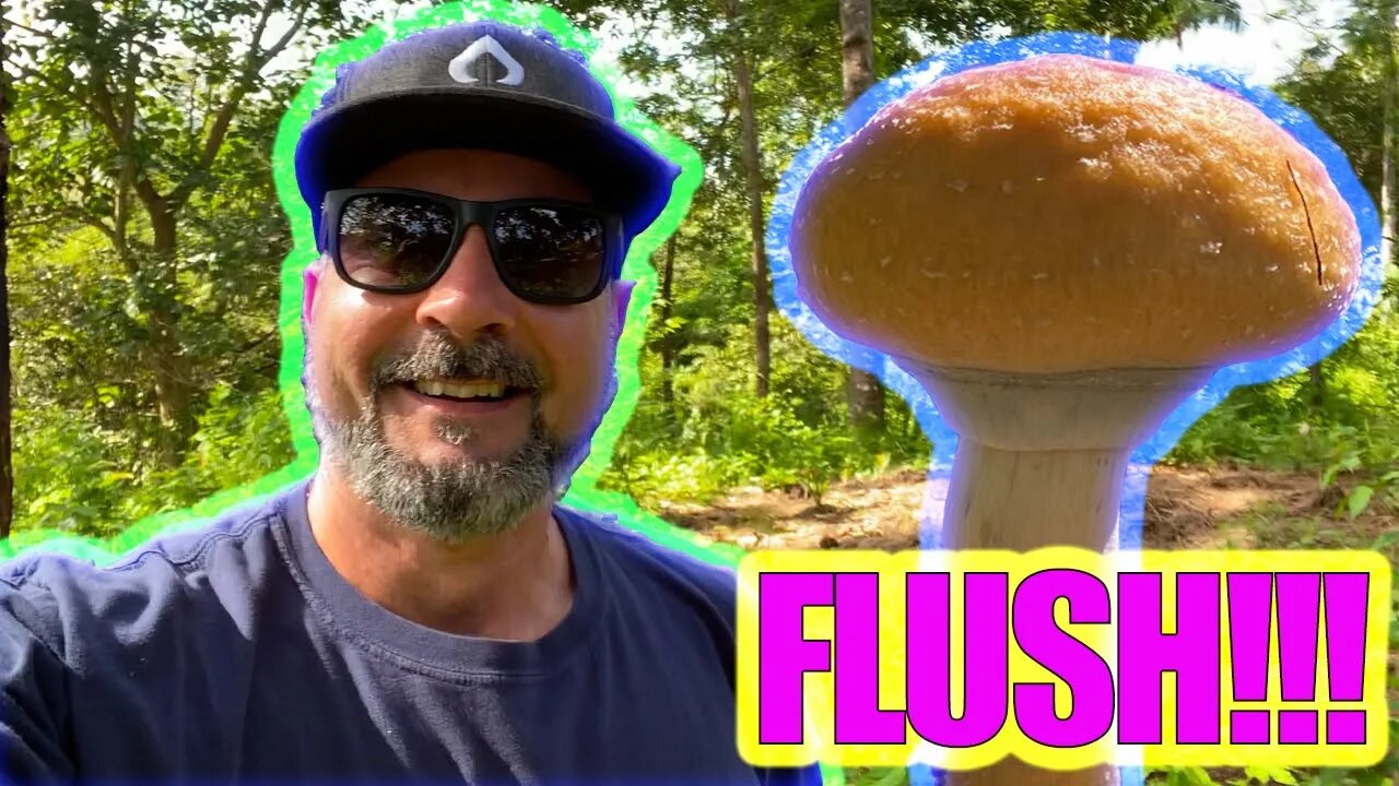 MAGIC MUSHROOM BEDS ARE FLUSHING! PSILOCYBE CUBENSIS, MYCOLOGY