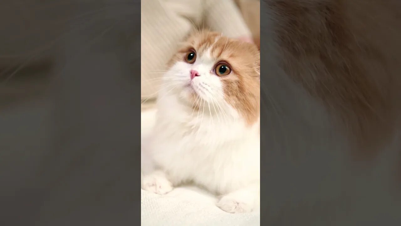 Cat #youtube #shorts #youtubeshorts