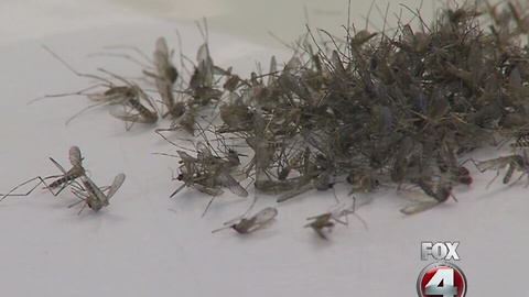 Miami Beach cleared of Zika