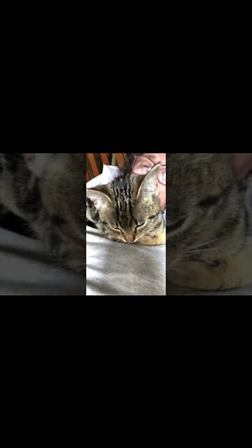 Feral kitten purring purring purring with person who saved her