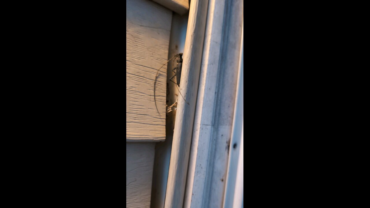 Banded Longhorn Beetle in St.Louis?!