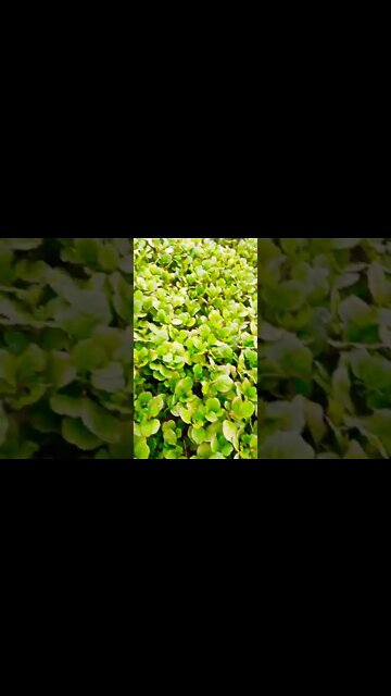 plant cell chains #shorts #shorts