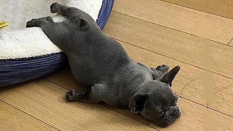 "Funny Animal Moments: How to Lift Your Mood"