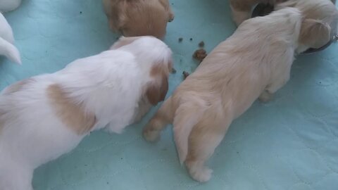 E Litter Eating Solid Food