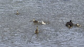 Skinny dipping Goslings 😂😂