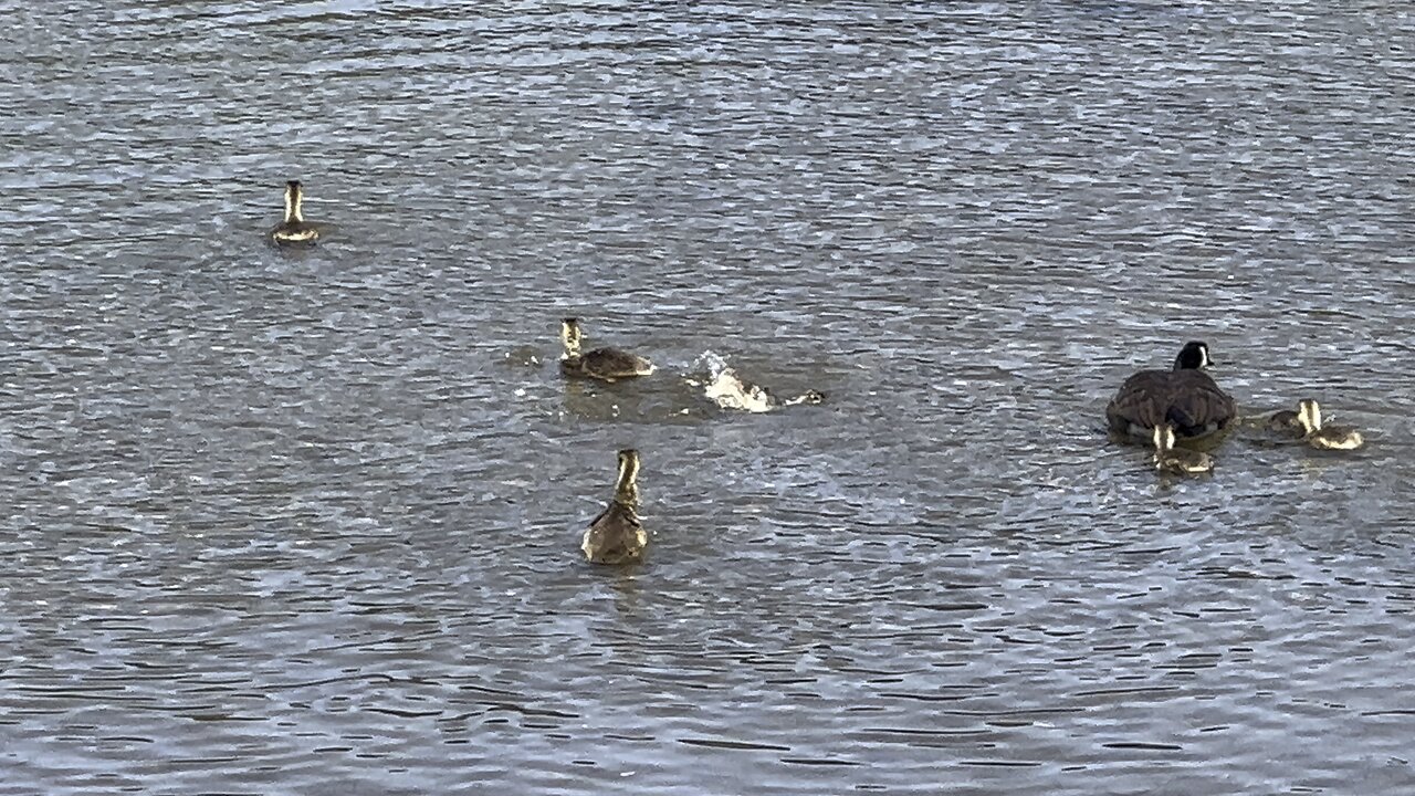 Skinny dipping Goslings 😂😂