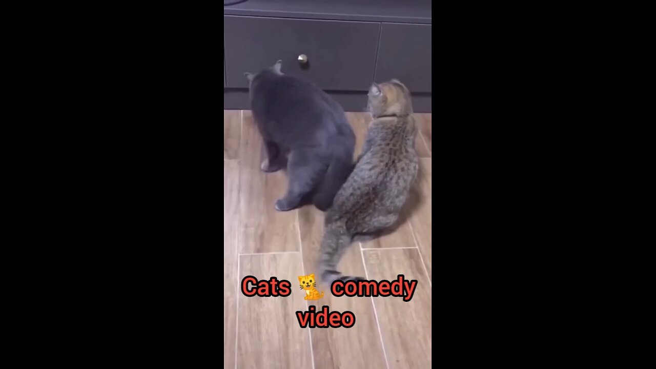 funny_and_cute_cats_#shortvideo_#shorts 😅