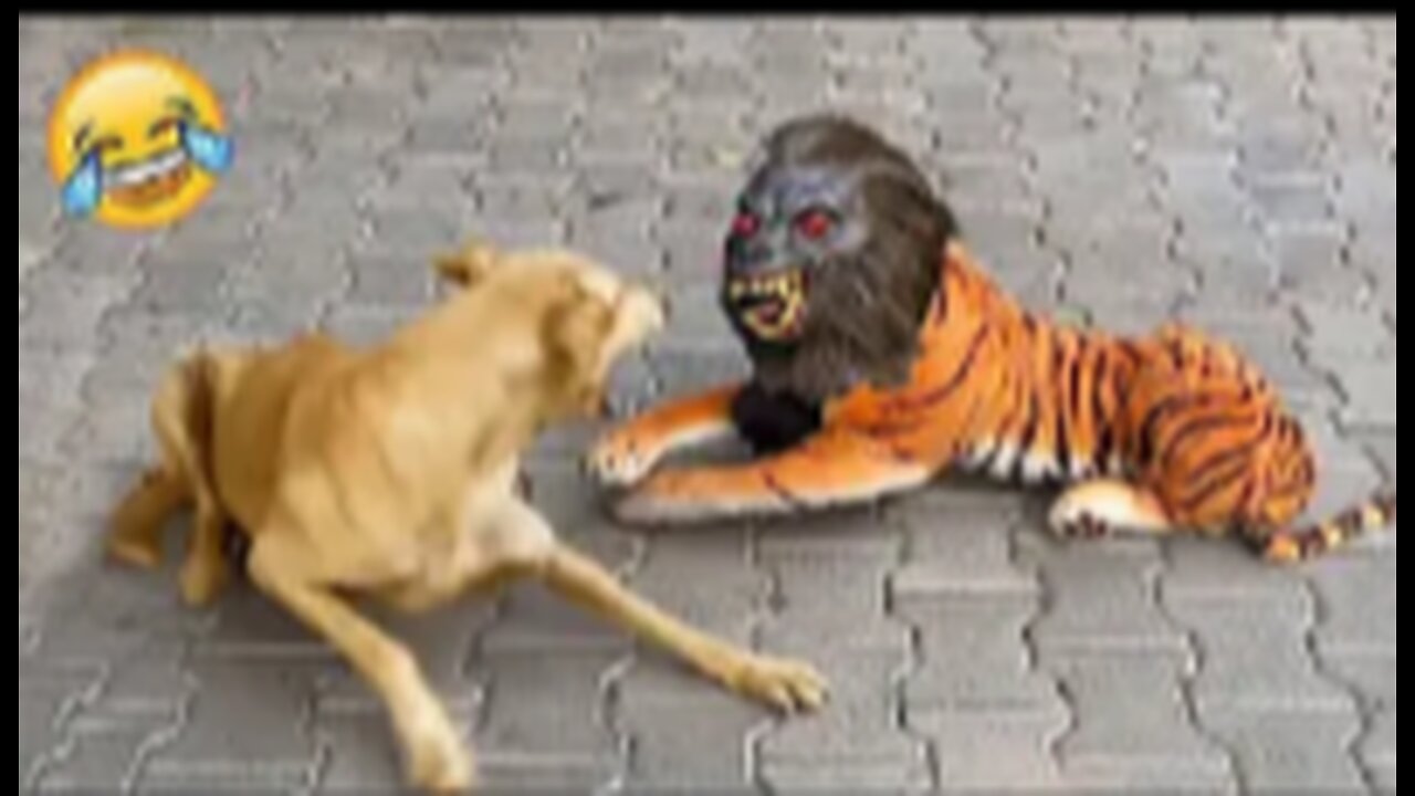 FAKE LION 🦁 AND FAKE TIGER 🐯 PRANK TO DOG