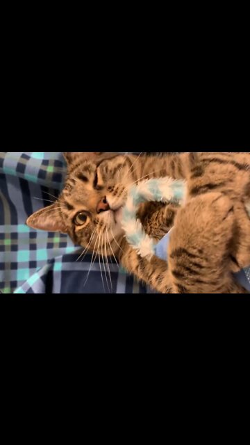 Zeus Winks Then Spazzes Out