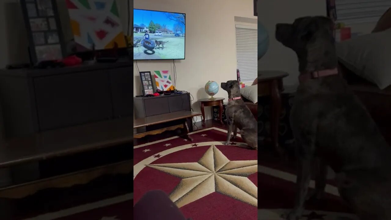 Labradane Puppy Barks at Herself on TV