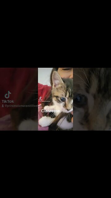Rescue Kitten Clawreese hip hip