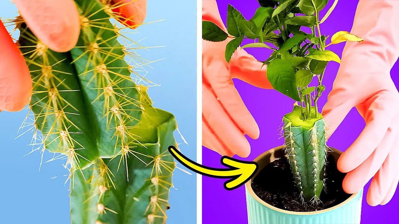 Must-Know Gardening Hacks for a Lush Paradise