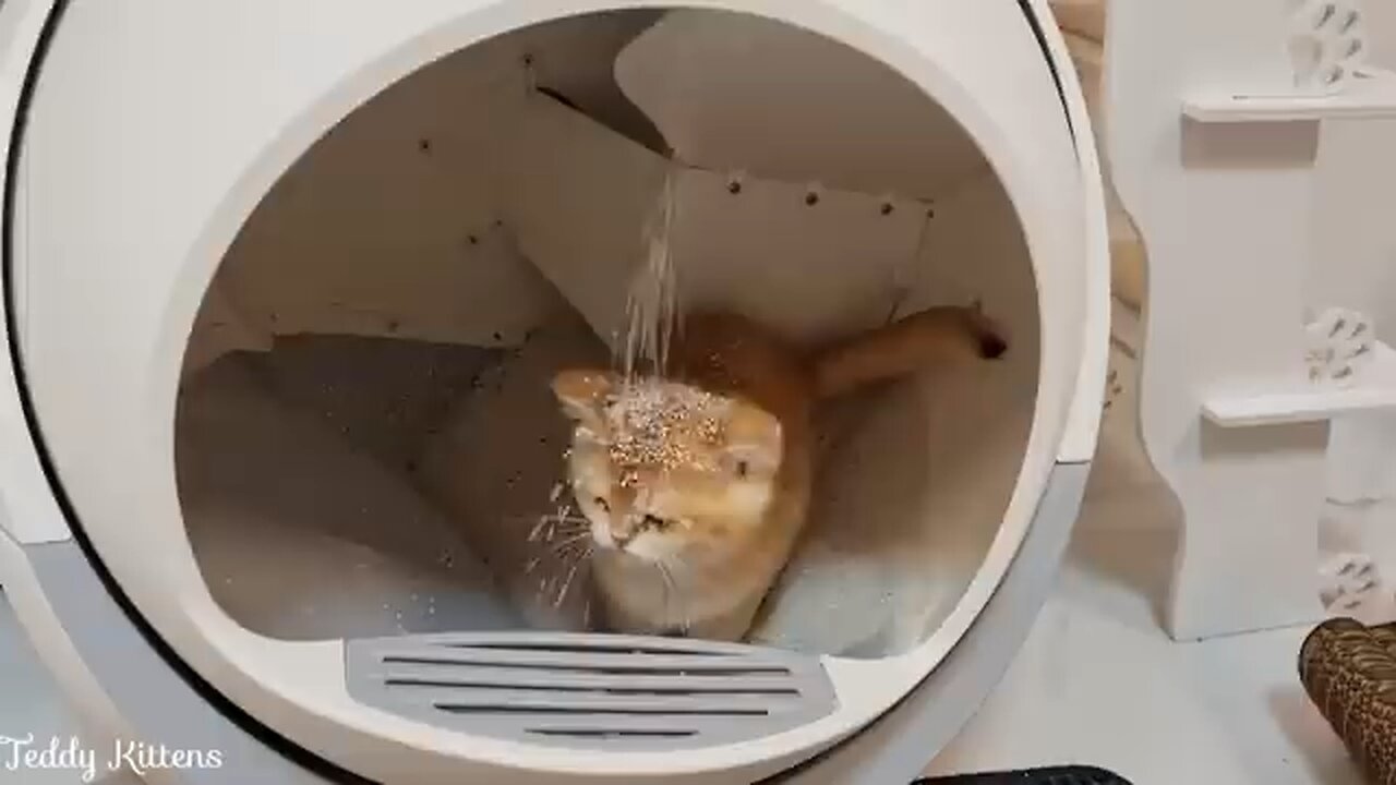 cat play with an automatic Litter Box