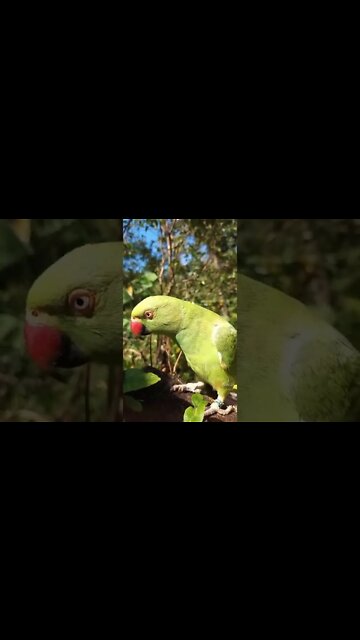 o papagaio falante 2 #shorts #mãenatureza