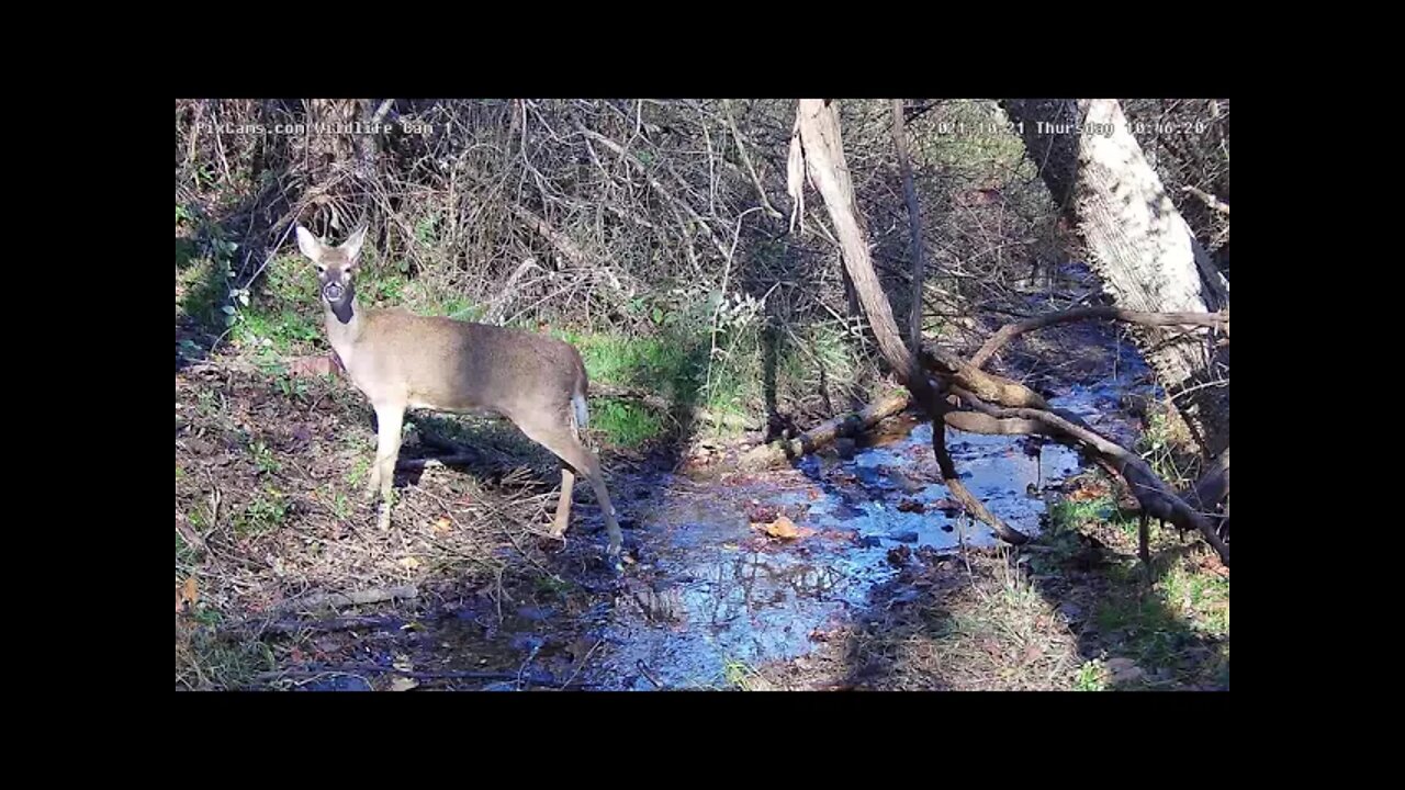 Beautiful doe at Wildlife cam 1