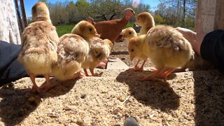 Hazards and joys of breeding Bourbon Red turkeys