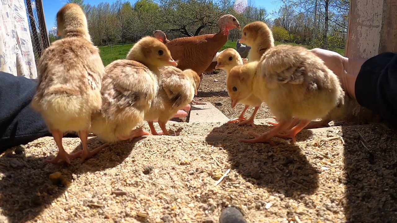 Hazards and joys of breeding Bourbon Red turkeys