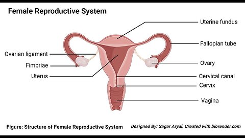 ***The Esoteric SECRETS of the Female Reproductive System***