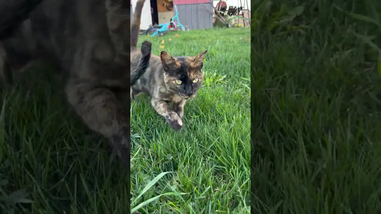 My barn cats 🥰🐱 #shorts #cute #farmlife #cat #kitten