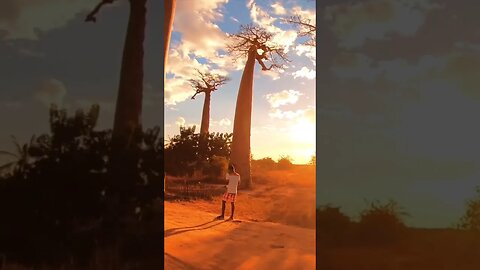 Alley of the Baobabs, one of the most popular tourist destinations in Madagascar...