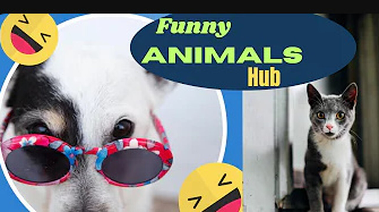 Funny animals 😄hub,funny animals club youtube, 🤣, funny animals dancing 💃😄, funny animals fighting 😄