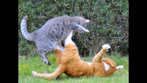 Funny moments from the life of cats. Fun with cats.