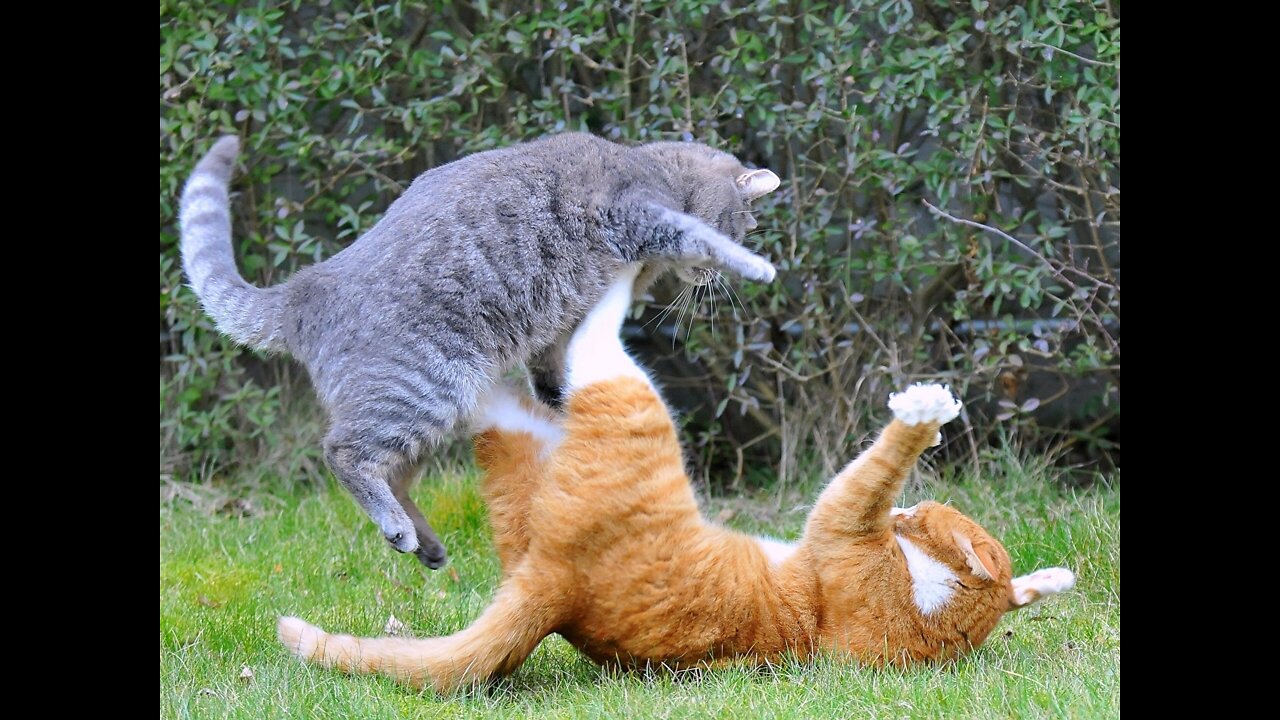 Funny moments from the life of cats. Fun with cats.