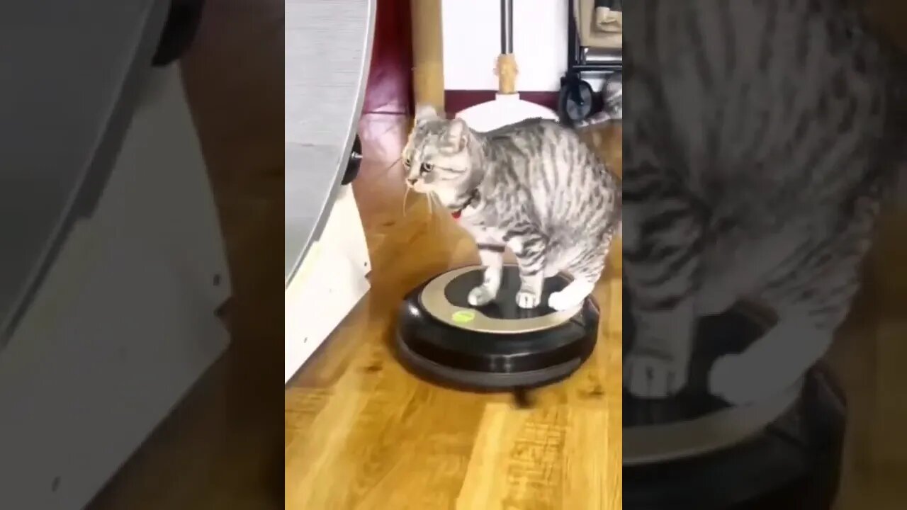 Funny Cats 😂 #shorts #cats #funny