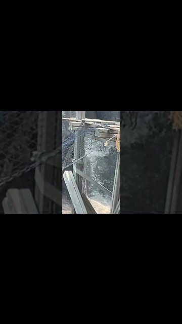 어린이대공원 돼지꼬리원숭이