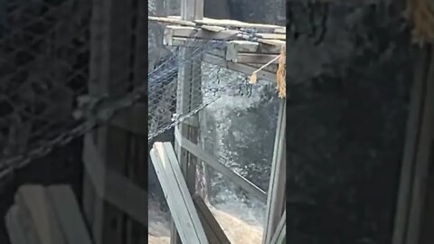 어린이대공원 돼지꼬리원숭이