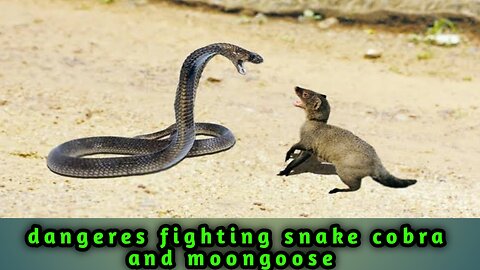 Snake cobra and moongoose fighting,