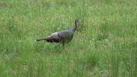 Wild Lone Turkey in the Back Field - Tramway, NC