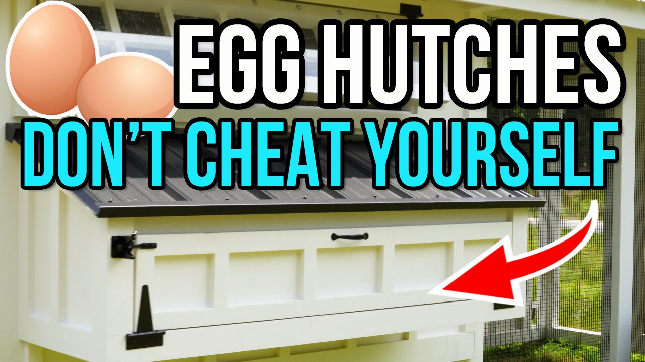 Egg hutches - watch before building yours!