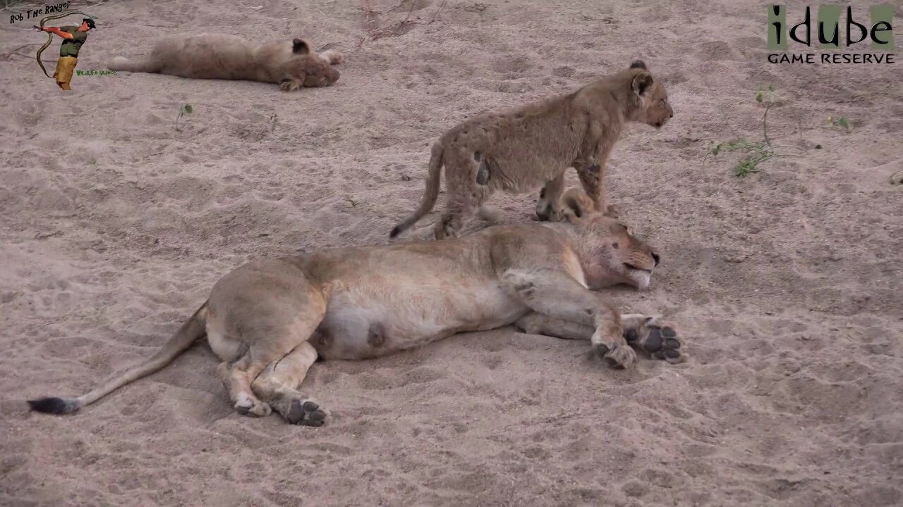 Daughters Of The Mapogo Lions - Rebuilding The Othawa Pride - 94: Kudu Bull For Lunch?