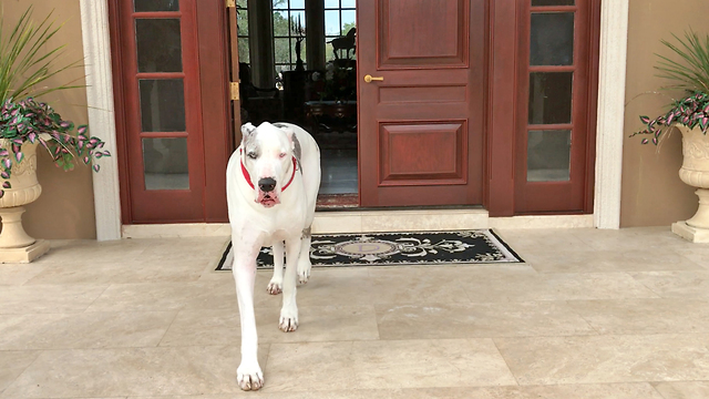 Max the 200 lbs Great Dane Greeter