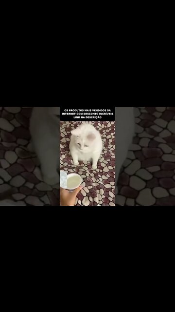 OLHA O QUE ESSE GATO FEZ