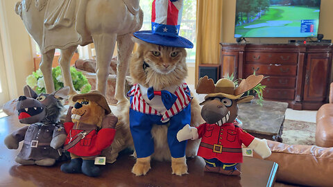 Funny Cat & Great Danes Enjoy Canada & Independence Day Costume & Critter Fun