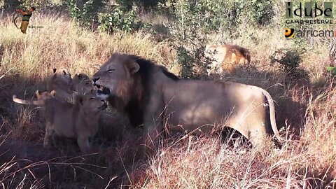 Daughters Of The Mapogo Lions - Rebuilding The Othawa Pride - 55: Thirsty After A Giraffe Meal