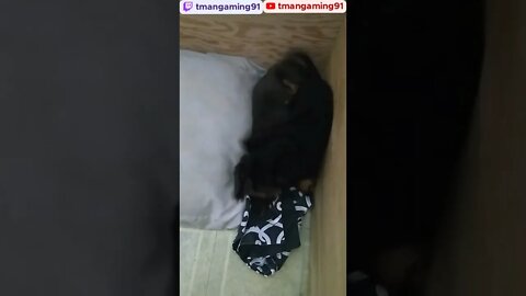 Iris Beating Up Her Brother