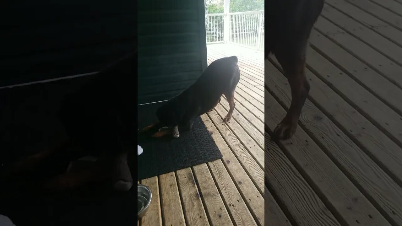 Rottweiler Shaking That Bootie 🤣😂 #rottweiler #shorts