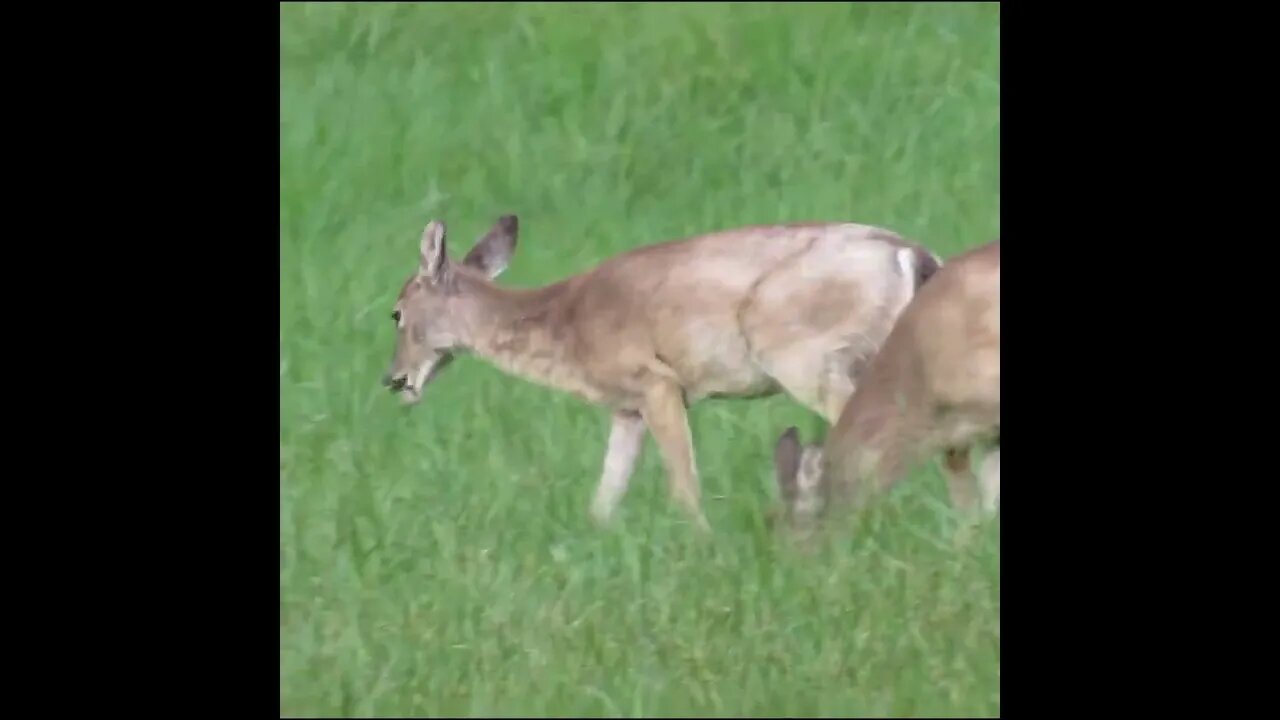Deer in the Field