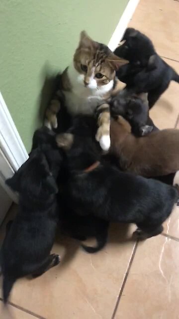 Bewildered Kitty Is Totally Overwhelmed By Litter Of Affectionate Puppies