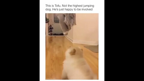 The Dude Tried!