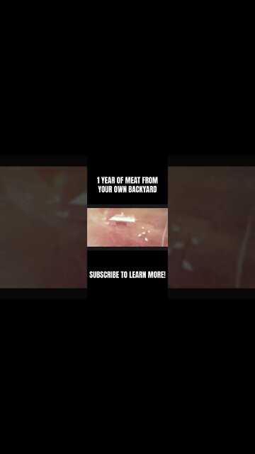 Regenerative Homesteading