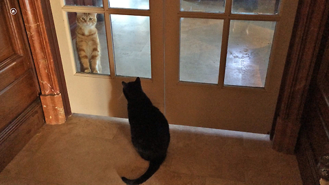 Growling Cat vs Pawing Cat