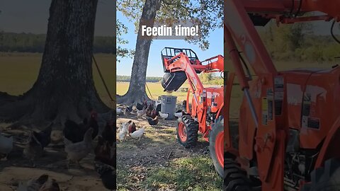 easiest way to feed #shorts #video #chickens #homestead #farm #farmlife #homesteadlife #ducks