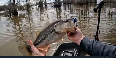 Pitching A Jig For Late Winter Bass