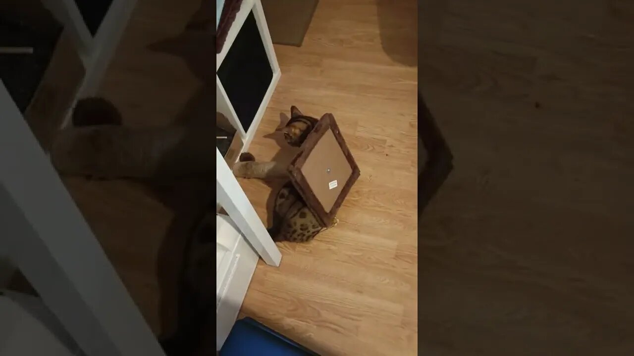 Crazy cat scratcher techniques! #bengalcat #funnycat #cats