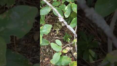 frog caught by a red sided garter snake